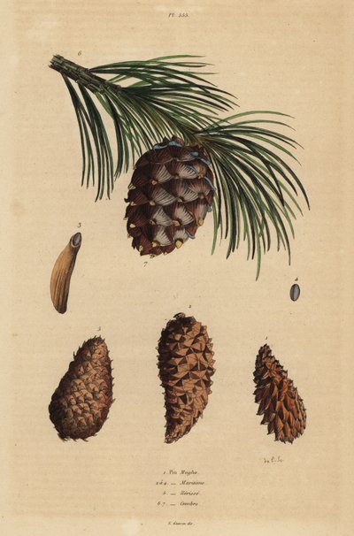 Sürünen çam kozalakları, Pinus mugo 1, Halep çamı, Pinus halepensis 2-4, zift çamı, Pinus rida 5 ve İsviçre çamı, Pinus cembra 6 by Unbekannt