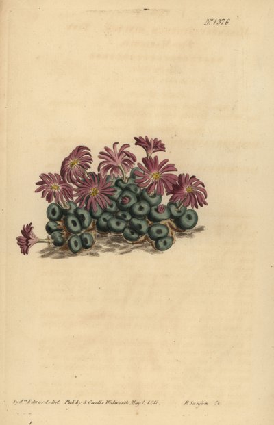 Conophytum akarı (Küçük incir-kadife çiçeği, Mesembryanthemum minutum) by Unbekannt
