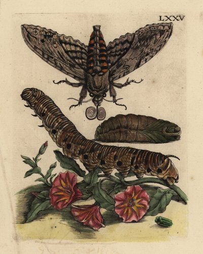 Convolvulus şahin güvesi, Agrius convolvuli, tırtıl ve tarla gündüzsefası olan pupa, Convolvulus arvensis LXXV by Unbekannt
