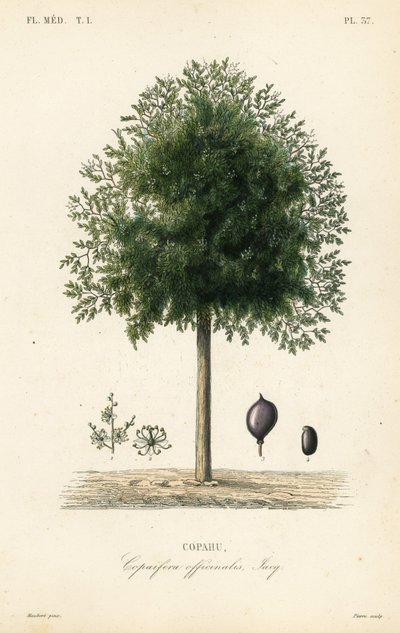 Copaiba ağacı, Copaifera officinalis, Copahu by Unbekannt