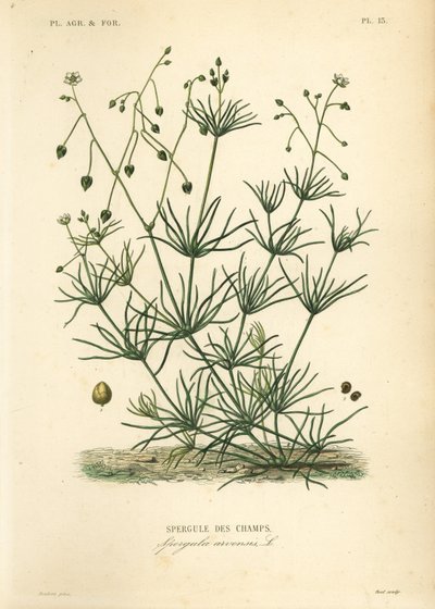 Mısır mahmuzu, Spergula arvensis, Tarla kuşkonmaz by Unbekannt
