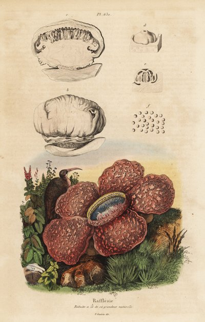 Ceset zambak veya rafflesia, Rafflesia arnoldii by Unbekannt