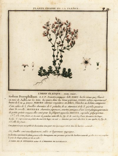 Korsikalı stonecrop, Sedum dasyphyllum. by Unbekannter Künstler