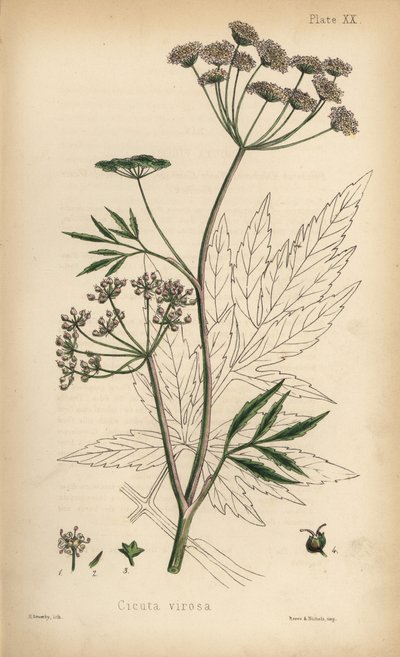 Banotu ya da su baldıranı, Cicuta virosa. Edward Hamilton