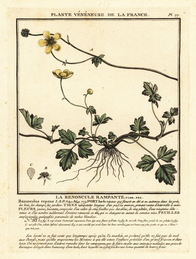 Sürünen düğün çiçeği, Ranunculus pişman olur. by Unbekannter Künstler