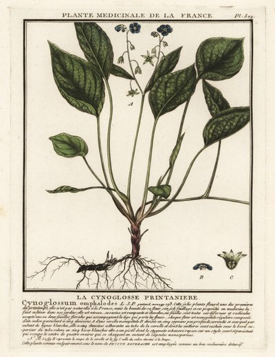 Sürünen göbek otu, Omphalodes verna. by Unbekannter Künstler