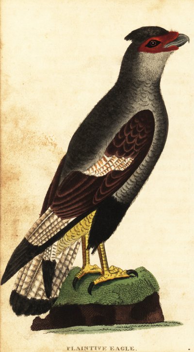 Tepeli caracara, Caracara plancus. ,1800 (gravür) by Unbekannter Künstler