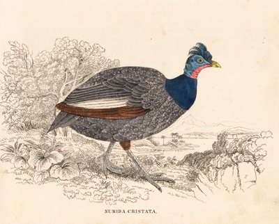 Tepeli guineafowl, Guttera pucherani (Numida cristata). Georg Friedrich Treitschke