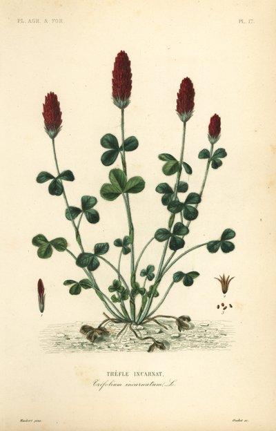 Kızıl yonca veya İtalyan yoncası, Trifolium incarnatum, Trefle incarnat by Unbekannt