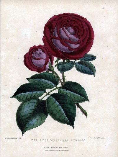 Kıpkırmızı pembe ve mor. Serada yetiştirilen hibrit çay çeşidi, Çin Gülü türü. Worthington G.Smith (1835-1917) tarafından Floral Magazine