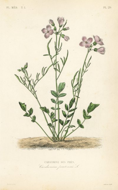 Cuckooflower, Cardamine pratensis, Cardamine des pres by Unbekannt