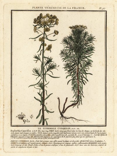 Selvi sütleğen, Euphorbia cyparissias. by Unbekannter Künstler