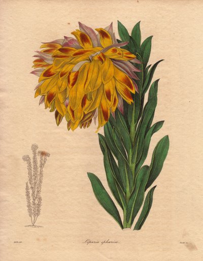 Dahlia variete, küresel liparia (Liparia sphaerica), Cape Town#39;a (Güney Afrika) özgü, turuncu renkli, büyük eğik bir çiçeğe sahiptir. R. Mills#39;in illüstrasyonu (aktif 1836-1842), The Botanist#39;te, Benjamin Maund#39;un beş ciltlik serisi, 18. yüzyıl by Unbekannter Künstler