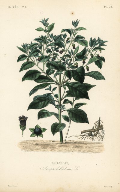 Ölümcül itüzümü, Atropa belladonna, Belladone by Unbekannt