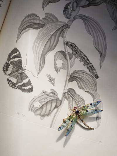 Maria Sibylla Merian tarafından 