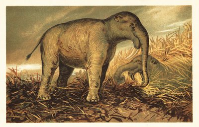 Deinotherium giganteum, günümüzün büyük tarih öncesi akrabası 1908 (litografi) by Unbekannter Künstler