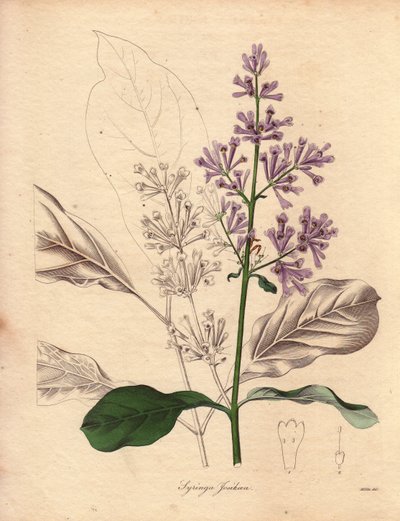 Orta ve doğu Avrupa#39;ya özgü Macar Leylağının (Syringa josikaea) tanımı. Miss R. Mills#39;in (aktif 1836-1842) illüstrasyonu, The Botanist#39;te, Benjamin Maund#39;un beş ciltlik serisi, 1836 ile 1842 arasında yayınlandı. Bu çalışma ünlüdür. by Unbekannter Künstler