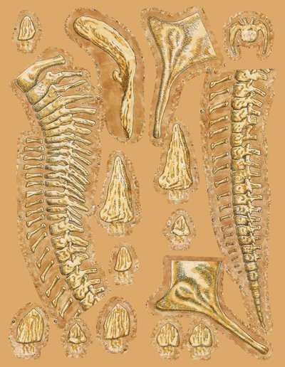 Renkli arka planda dinozor kemikleri, yakın çekim by Unbekannt