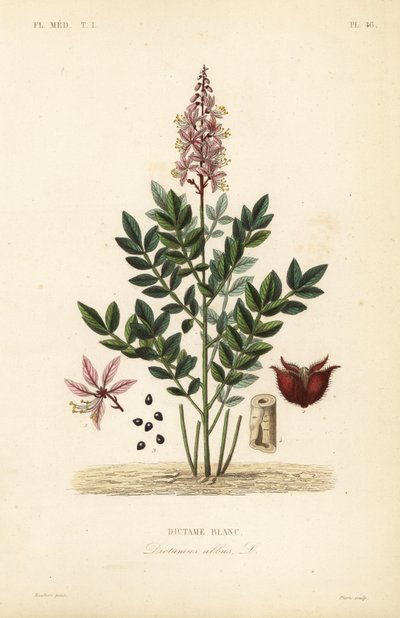 Dittany, Dictamnus beyaz, Diktame by Unbekannt