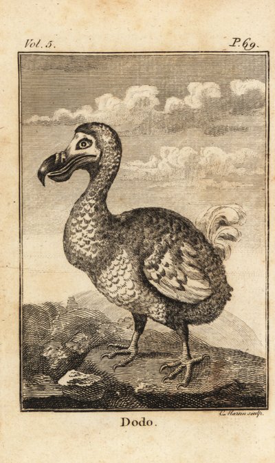 Dodo, Raphus cucullatus, soyu tükenmiş kuş by Unbekannt