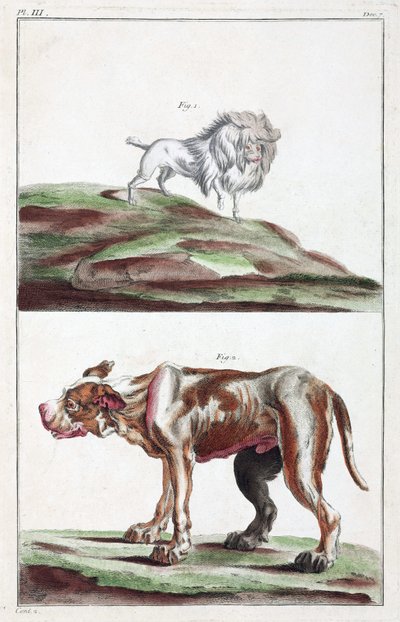 köpekler by Unbekannt