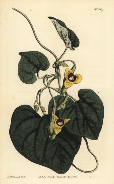 Tüylü otu, Aristolochia tomentosa by Unbekannt