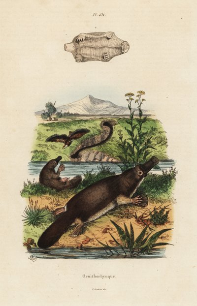 Ördek gagalı ornitorenk, Ornithorhynchus anatinus by Unbekannt
