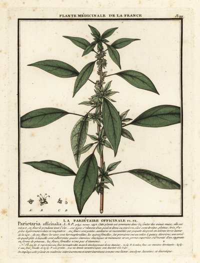 Doğu pellitory of the wall, Parietaria officinalis. by Unbekannter Künstler