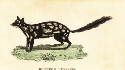 Doğulu, Dasyurus viverrinus. ,1800 (gravür) by Unbekannter Künstler