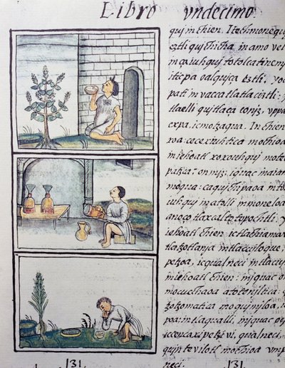 Yenilebilir bitkiler, Florentine Codex