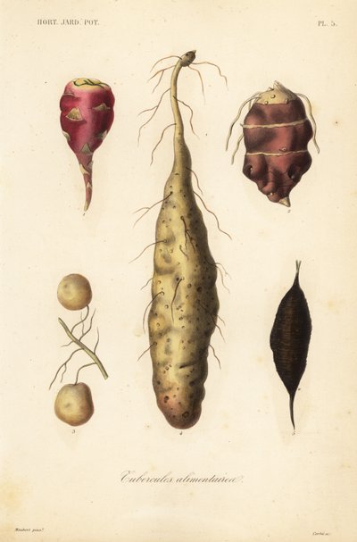 Yenilebilir yumrular, Yenilebilir yumrular by Unbekannt