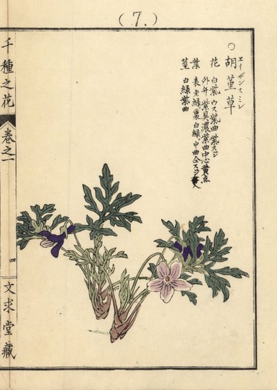 Eizan sumire altın eizan menekşesi, Viola eizanensis. Kono Bairei tarafından Senshu no Hana (Bin Çeşit Çiçek), Bunkyudo, Kyoto