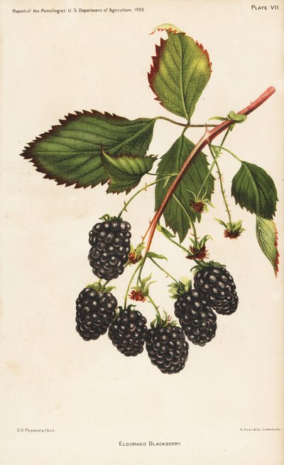 Eldorado böğürtleni, Rubus fruticosus. ABD Tarım Bakanlığı Pomolog Raporu