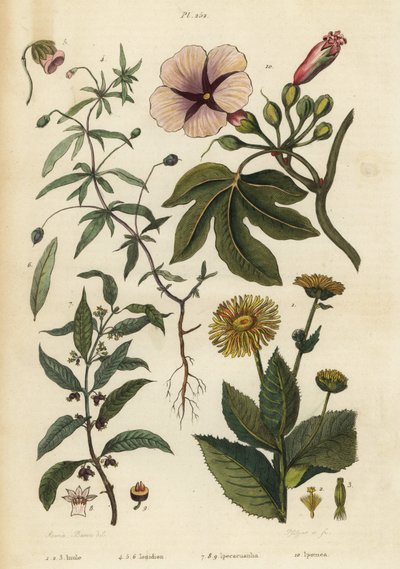 Elecampane, Inula helenium 1-3, yeşil menekşe, Hybanthus türleri Ionidium polygalifolium 4-6, ipecacuanha, Carapichea ipecacuanha 7-9 ve sabah zaferi, Ipomoea insignis 10 by Unbekannt
