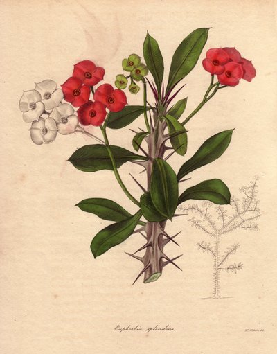 Euphorbia milii. Ayrıca İsa#39;nın epinesi veya dikenlerin tacı veya İsa#39;nın bitkisi olarak da adlandırılır. Madagaskar#39;a özgü türler. Adını dikenli saplarından ve koyu kırmızı çiçeklerinden almaktadır. by Unbekannter Künstler