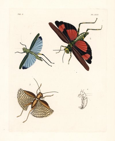 Eupropacris coeruleus çekirgesi 1, Chromacris miles 2 ve Gryllacris tessellata 3. John O. Westwood