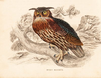 Avrasya puhusu, Bubo bubo (Büyük kulaklı baykuş, Bubo maximus). Georg Friedrich Treitschke