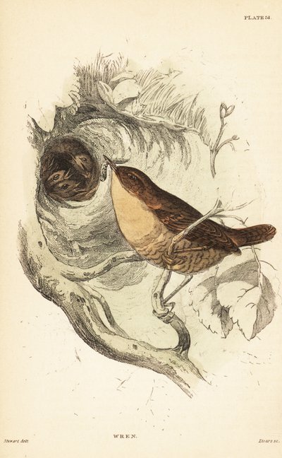 Avrasya çalıkuşu, Troglodytes troglodytes.1889 (gravür) by Unbekannter Künstler