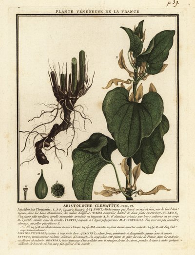 Avrupa doğum otu, Aristolochia clematitis. by Unbekannter Künstler