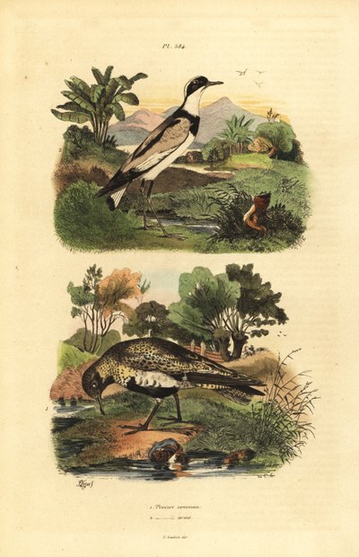 Avrupa altın cılıbıt, Pluvialis apricaria ve halkalı cılıbıt, Charadrius hiaticula by Unbekannt
