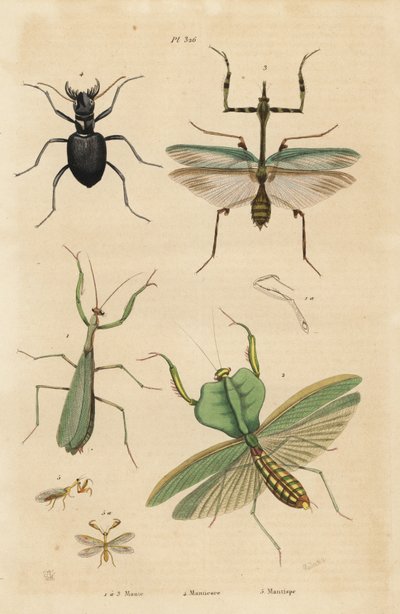 Avrupa peygamber devesi, Mantis religiosa 1, yaprak peygamber devesi, Choeradodis rhomboidea 2, kaplan böceği, Manticora latipennis 3, mantidfly, Mantispa styriaca 4 by Unbekannt