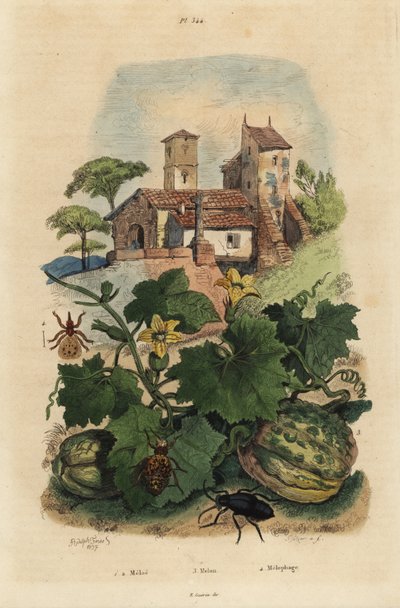 Avrupa yağ böceği, Meloe proscarabaeus 1,2, kavun de Honfleur, Cucumis melo 3 ve koyun ked, Melophagus ovinus 4 by Unbekannt