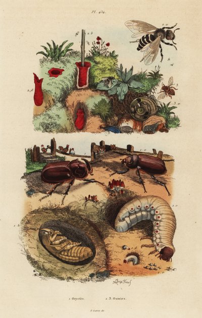 Avrupa gergedan böceği, Oryctes nasicornis, pupa ve larva, Avrupa meyve bahçesi arısı, Osmia cornuta ve yuva by Unbekannt
