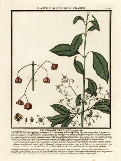 Avrupa iğ, Euonymus europaeus. by Unbekannter Künstler