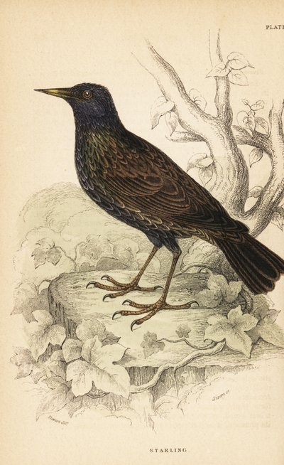Avrupa sığırcık, Sturnus vulgaris.1889 (gravür) by Unbekannter Künstler