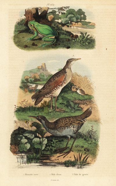 Avrupa ağaç kurbağası, Hyla arborea, su rayı, Rallus aquaticus ve mısır kurdu veya kara rayı, Crex crex by Unbekannt