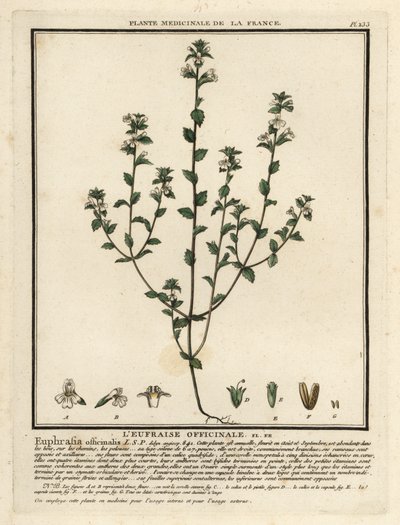 Eyebright, Euphrasia rostkoviana. by Unbekannter Künstler