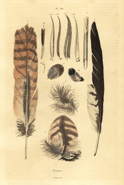 Tüyler, tüyler, kuş anatomisi by Unbekannt