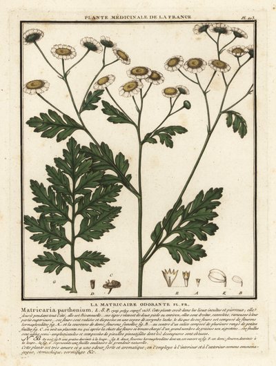 Feverfew, Tanacetum parthenium. by Unbekannter Künstler