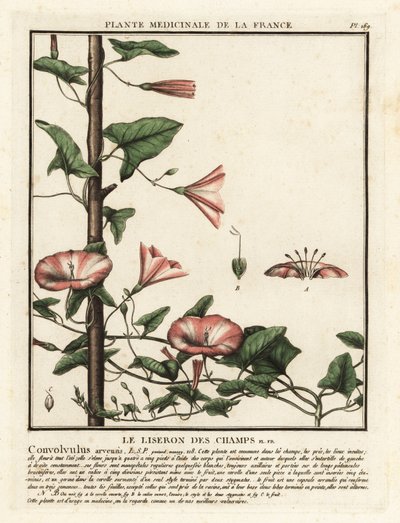 Tarla gündüzsefası, Convolvulus arvensis. by Unbekannter Künstler